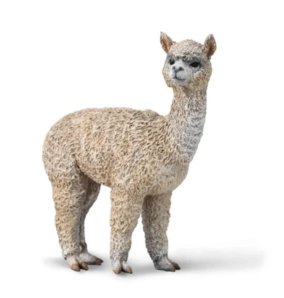 edukamp-420260613093957251400